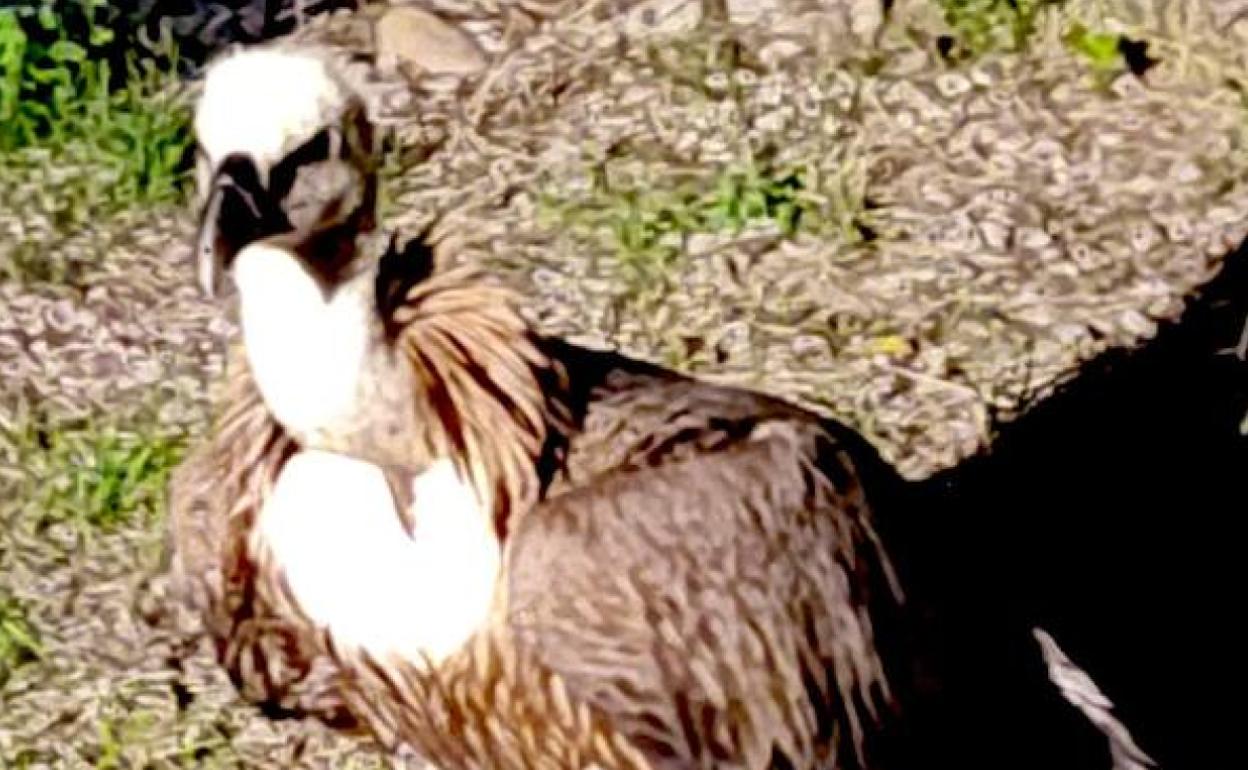 Rescatan a un buitre leonado que estaba desorientado en Valencia