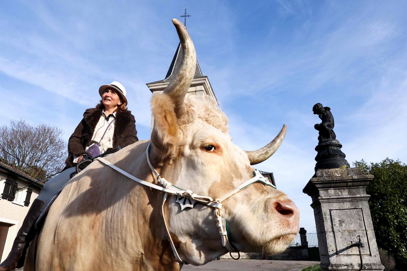 Fotos: Aston, el toro que se cree un caballo