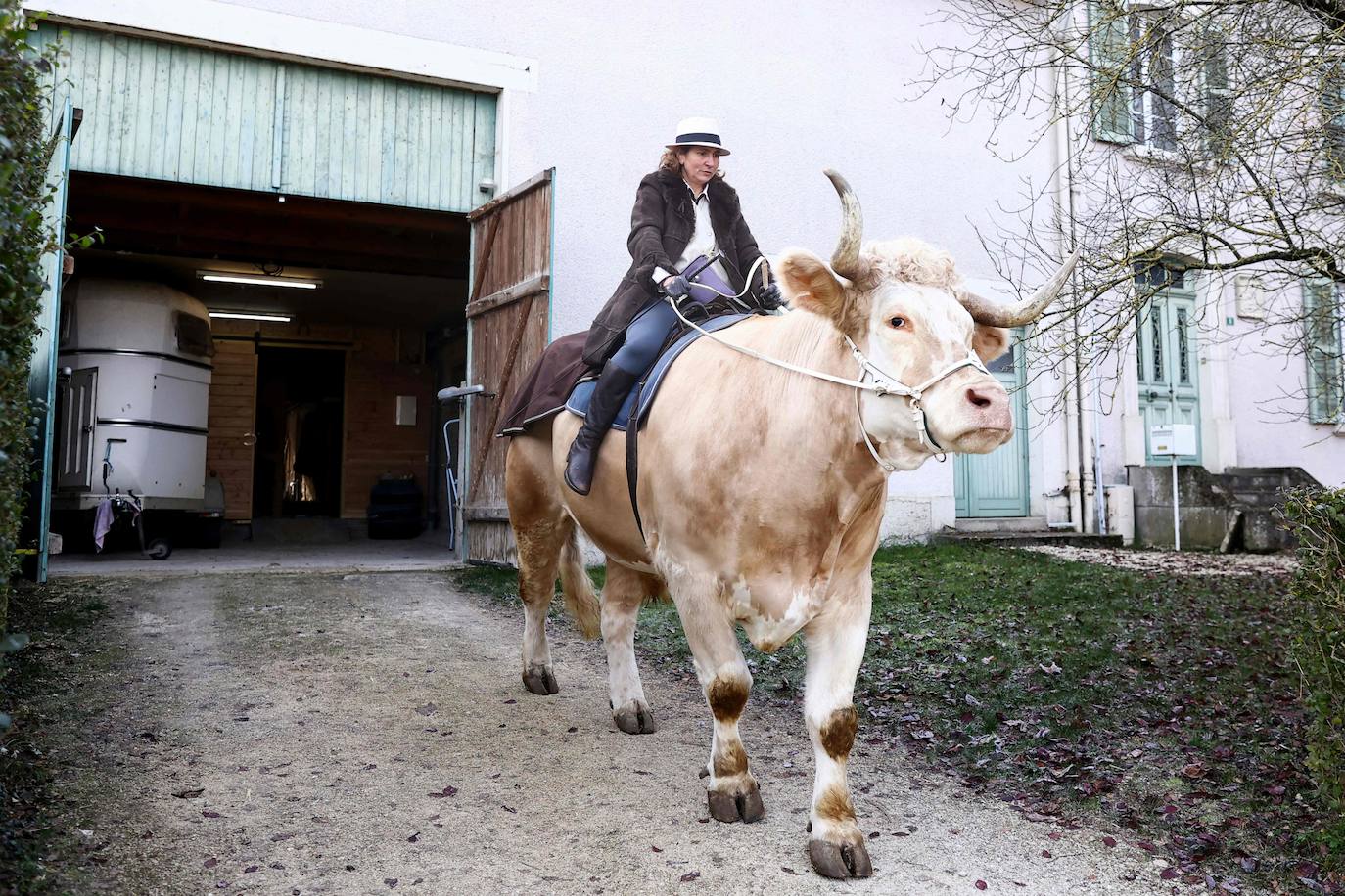 Fotos: Aston, el toro que se cree un caballo