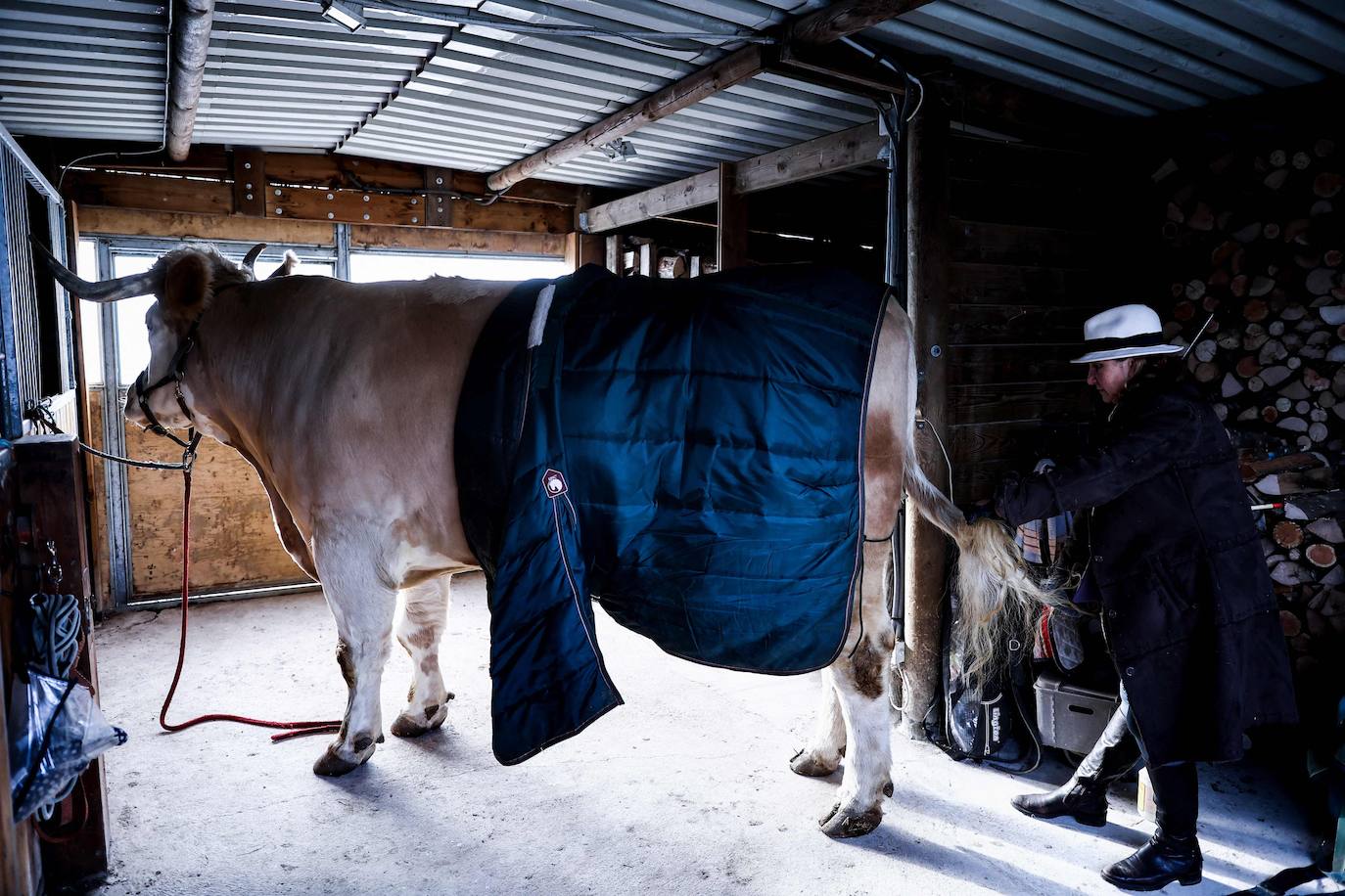 Fotos: Aston, el toro que se cree un caballo