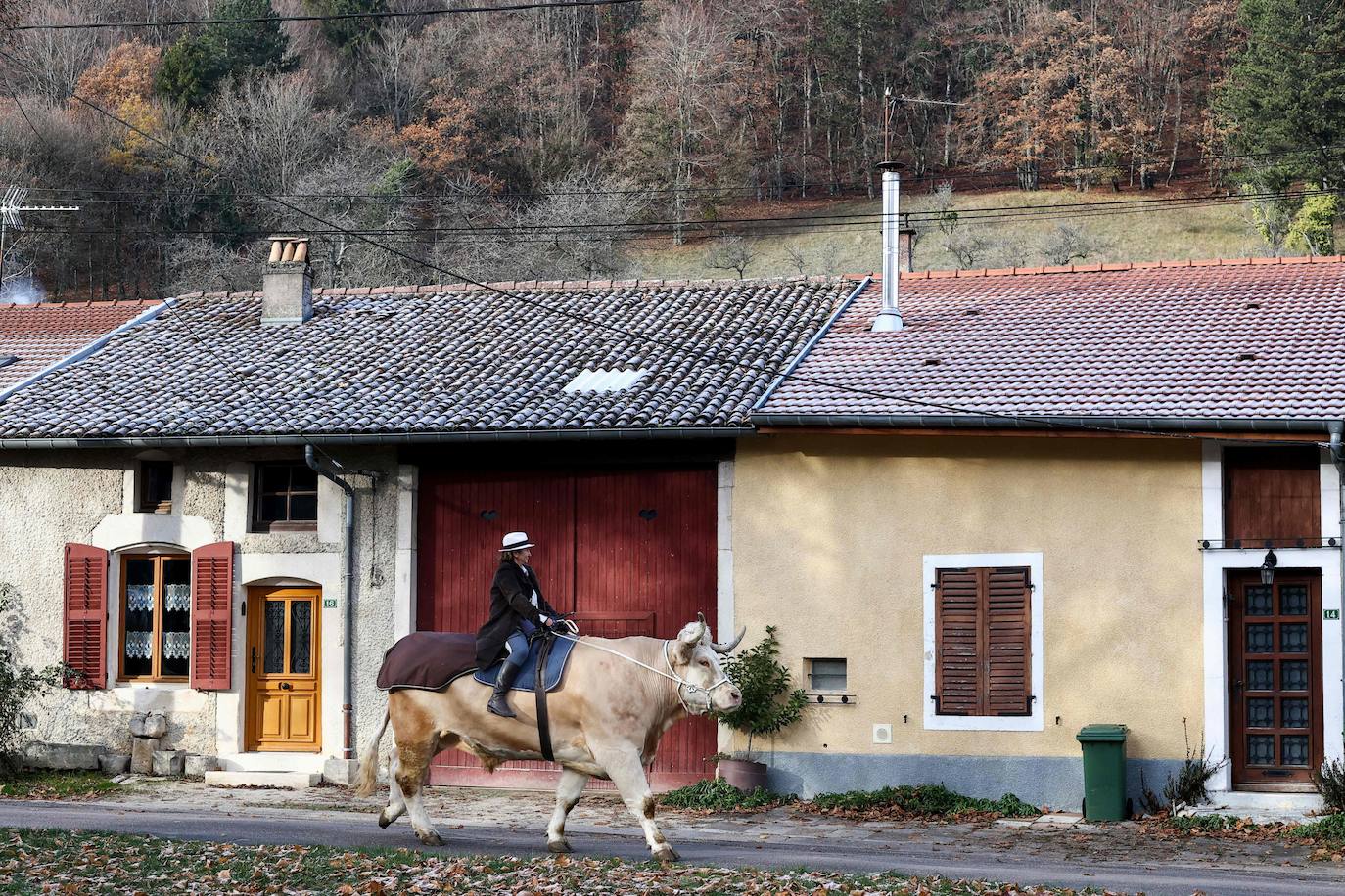 Fotos: Aston, el toro que se cree un caballo