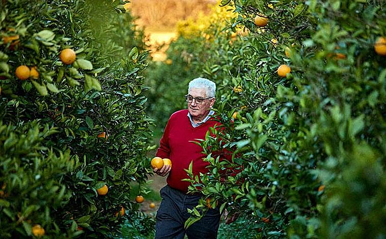 Imagen principal - Antonio Conchell, agricultor y exprofesor de la Escuela de Formación Agraria.