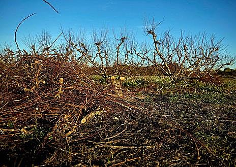 Imagen secundaria 1 - Antonio Conchell, agricultor y exprofesor de la Escuela de Formación Agraria.