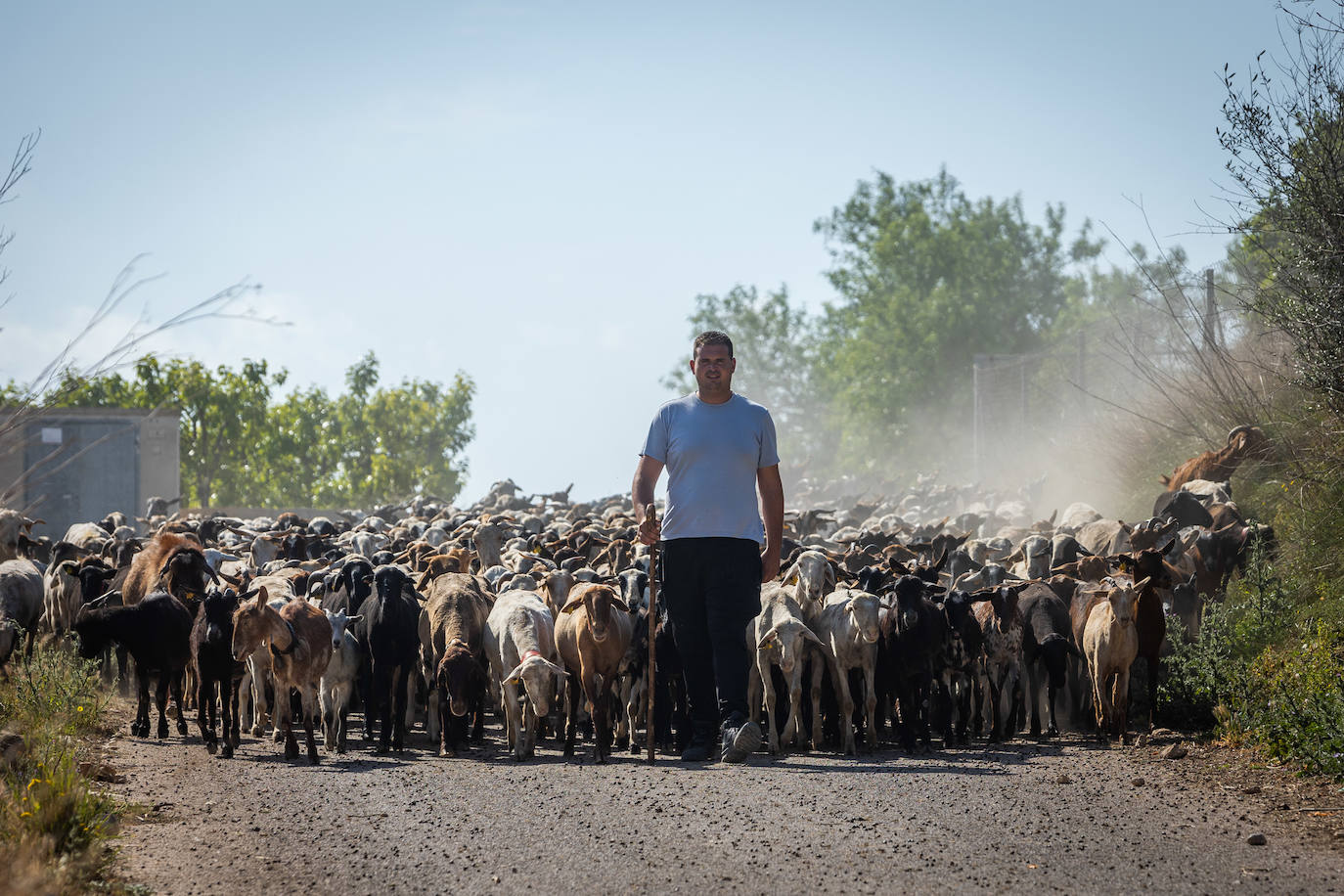 Nacho, el joven pastor de Alfarp, con los animales.