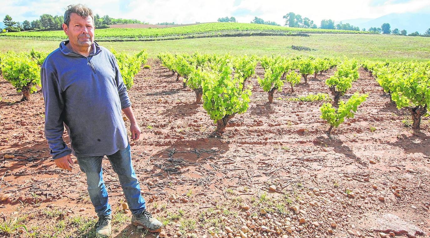 Fernando López, en uno de sus campos en Requena.