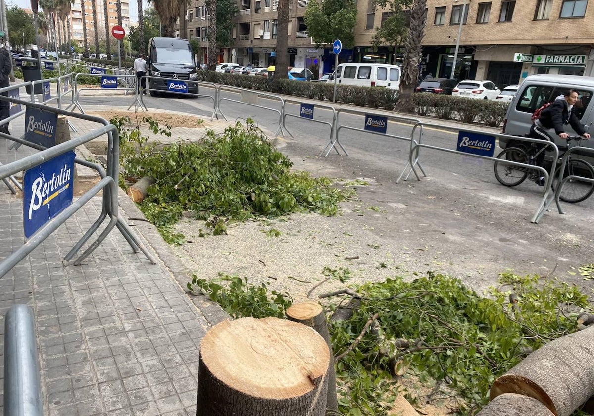 Árbol talado en la calle José María de Haro, junto a Blasco Ibáñez, para hacer un carril bici.