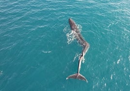 Imagen con dron de la ballena en la costa de Cullera.