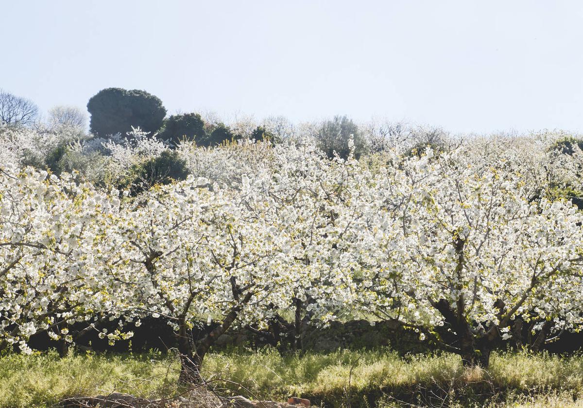 Valle del Jerte (Extremadura).