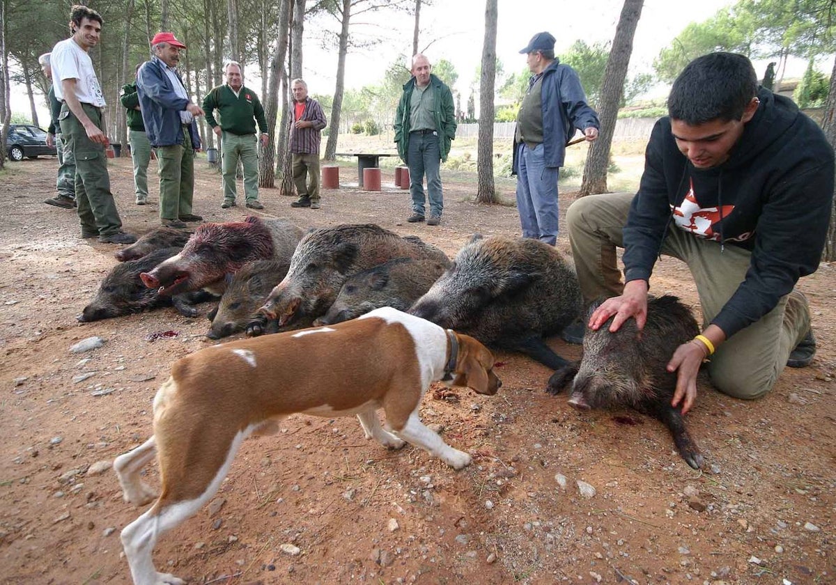 Un grupo de cazadores con jabalíes abatidos.