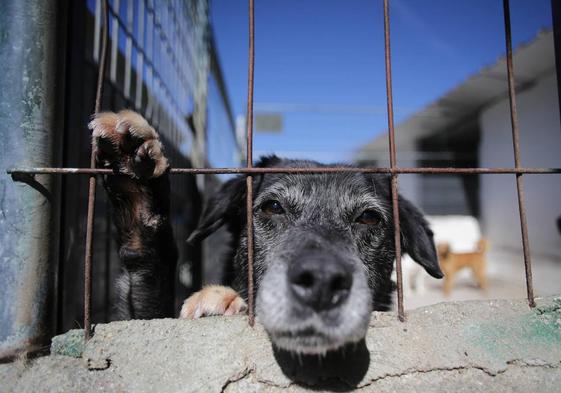 Un perro rescatado en una sociedad protectora.