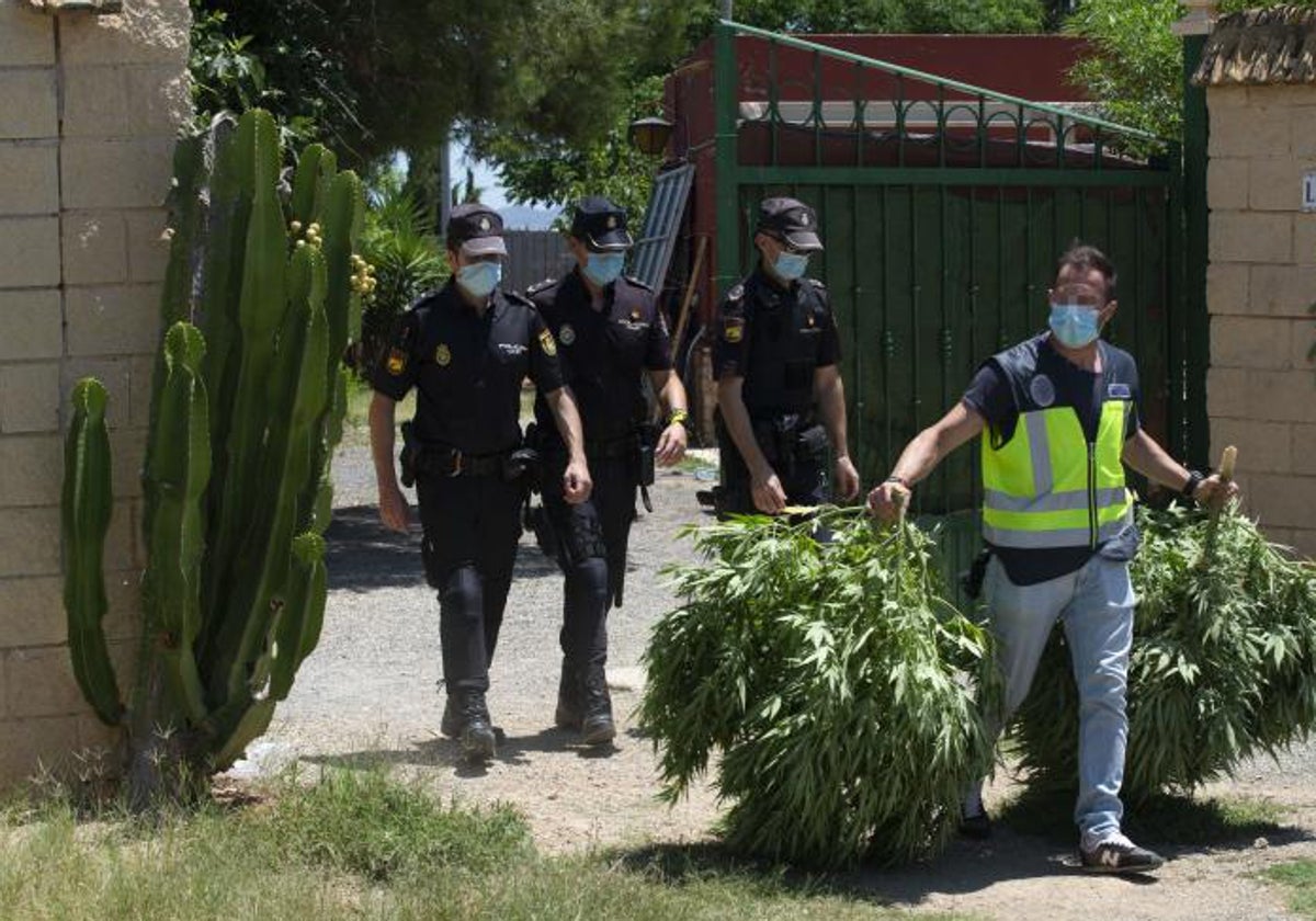 Varios policías desmantelan una plantación de marihuana.