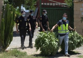 Varios policías desmantelan una plantación de marihuana.