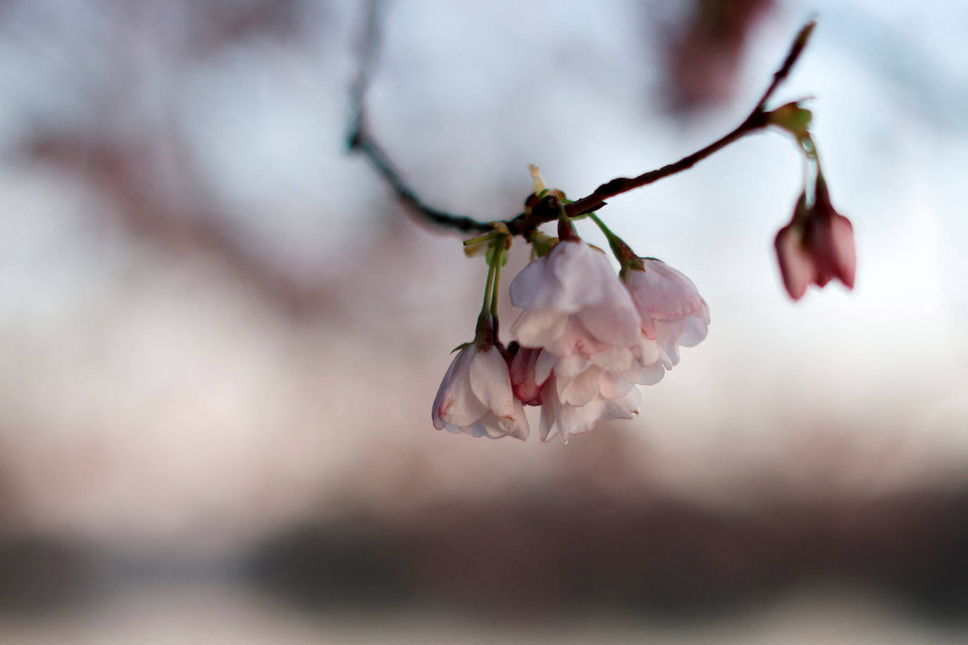 La belleza de los icónicos cerezos en flor de Washington