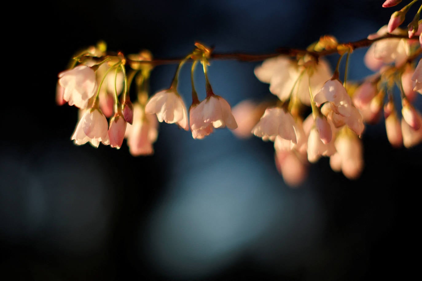 La belleza de los icónicos cerezos en flor de Washington