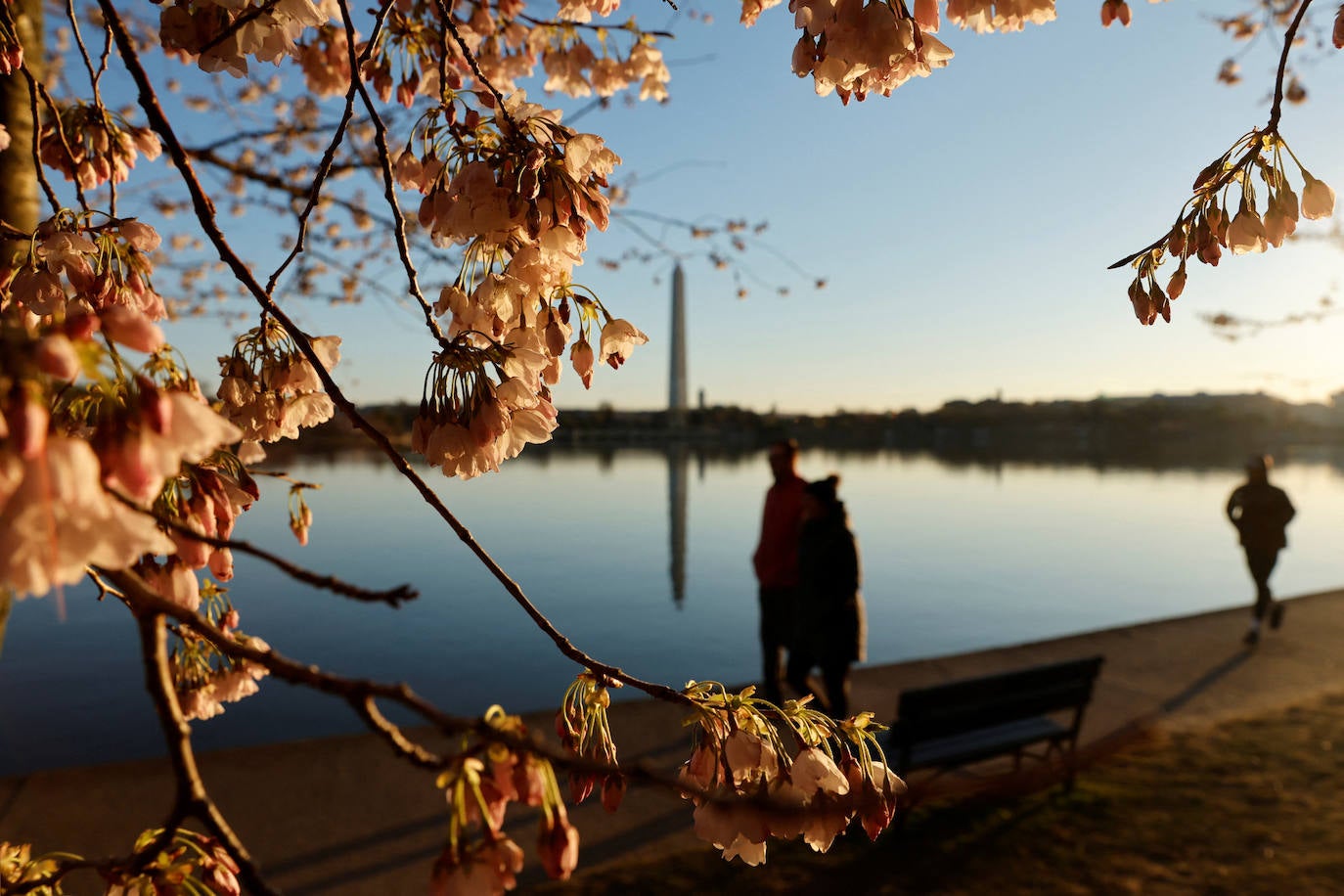 La belleza de los icónicos cerezos en flor de Washington