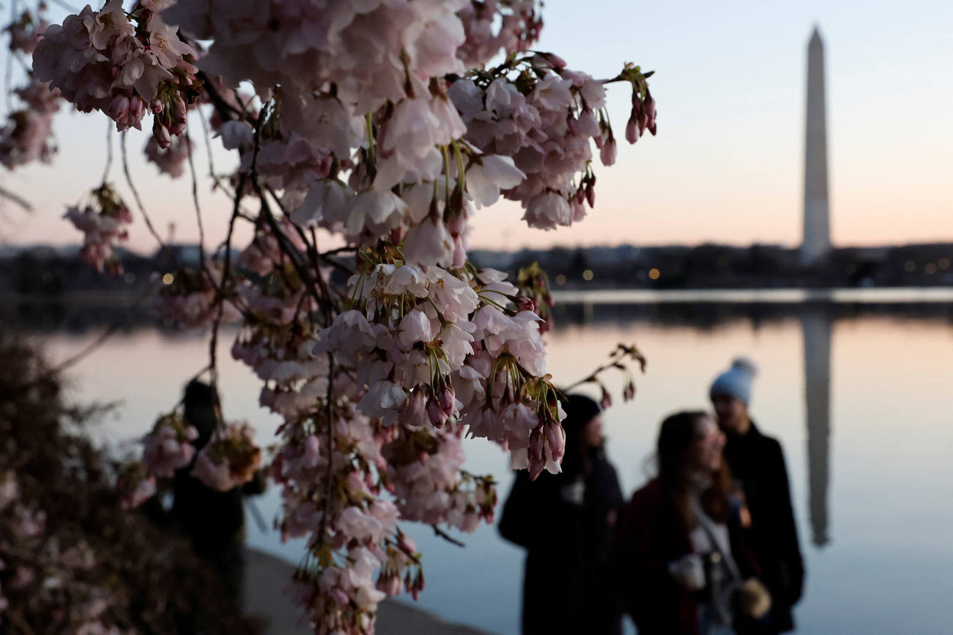 La belleza de los icónicos cerezos en flor de Washington