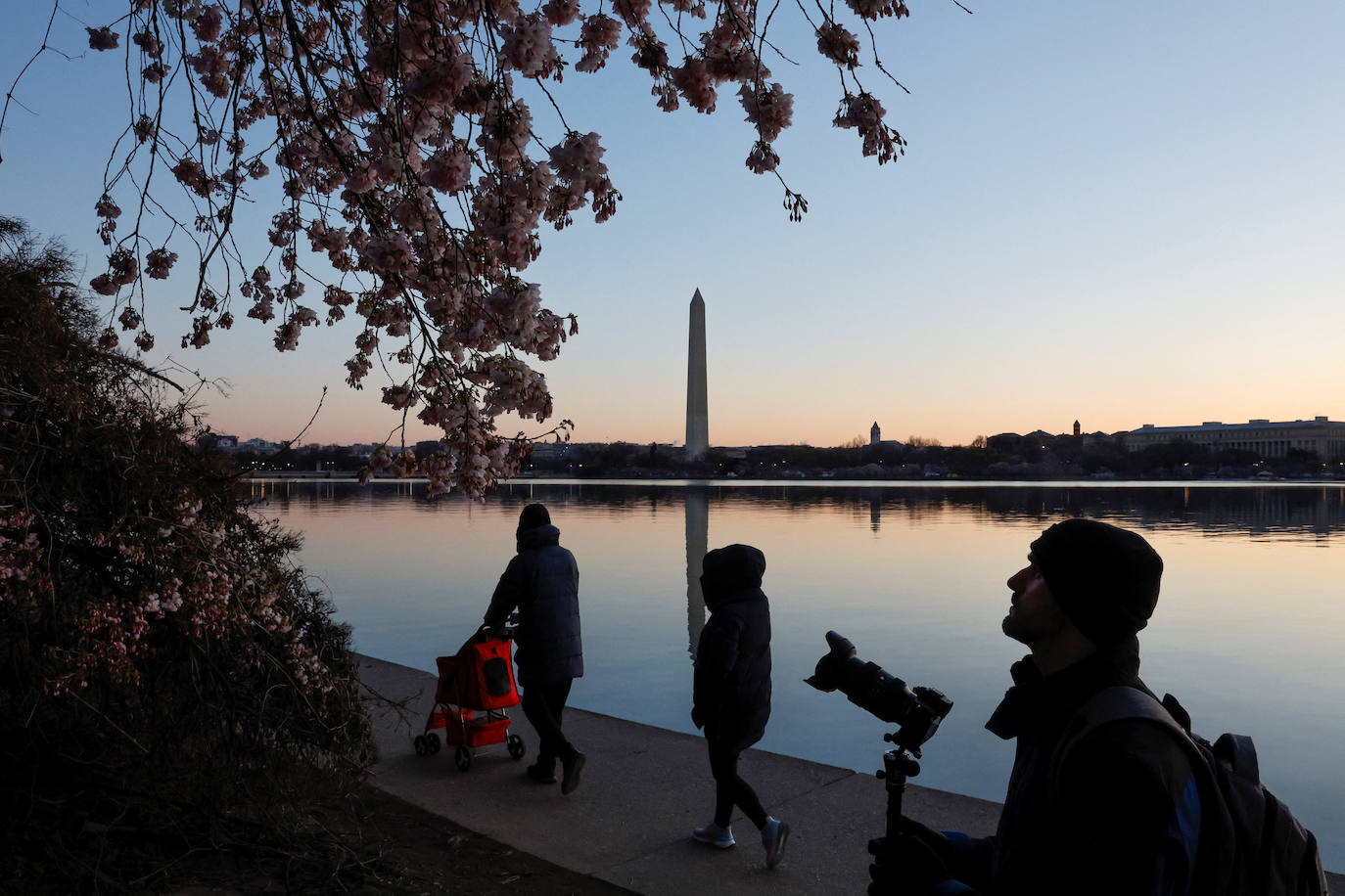 La belleza de los icónicos cerezos en flor de Washington