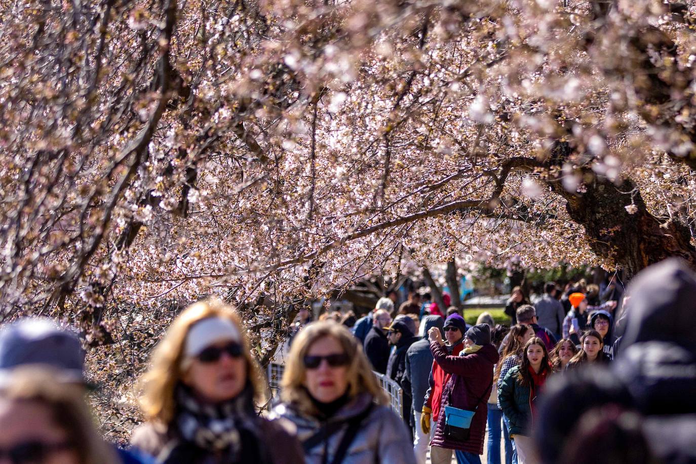 La belleza de los icónicos cerezos en flor de Washington