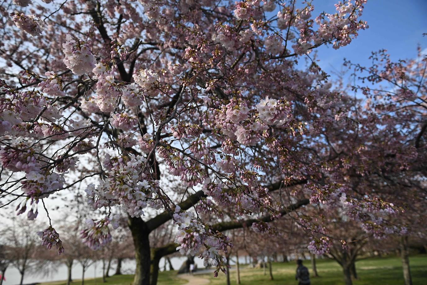 La belleza de los icónicos cerezos en flor de Washington