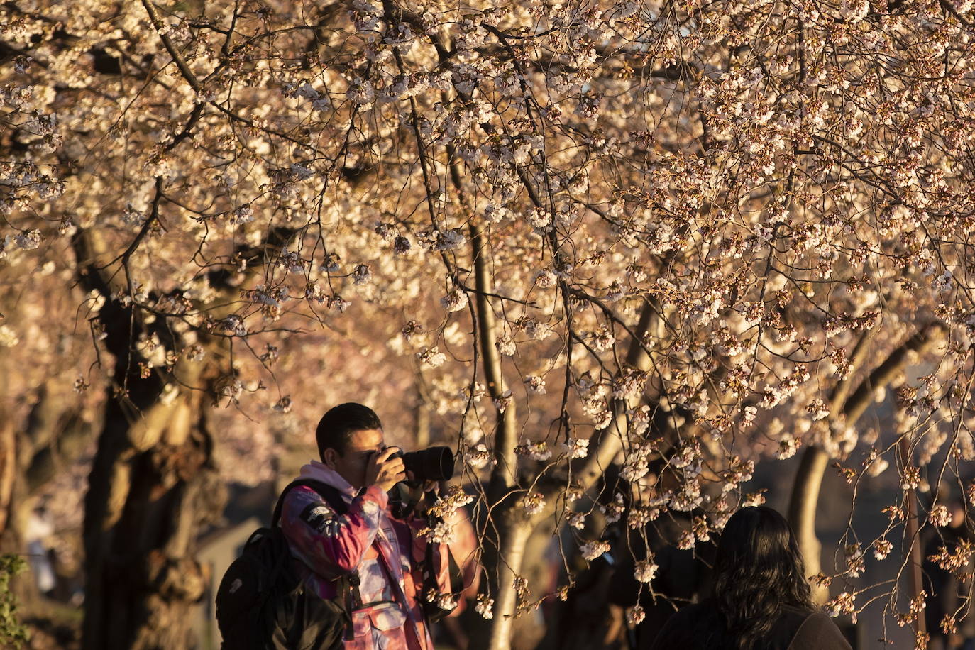 La belleza de los icónicos cerezos en flor de Washington