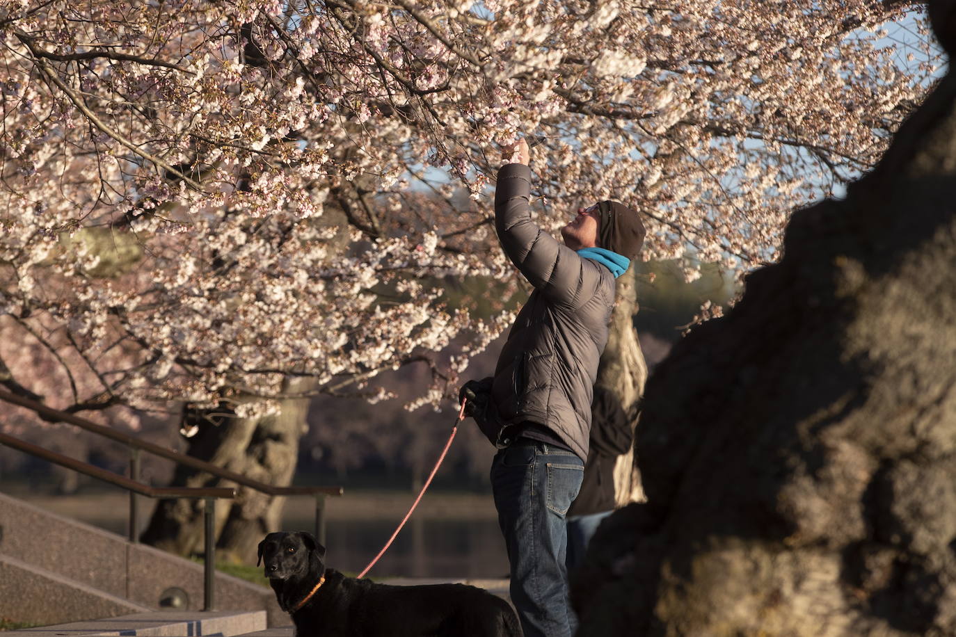 La belleza de los icónicos cerezos en flor de Washington