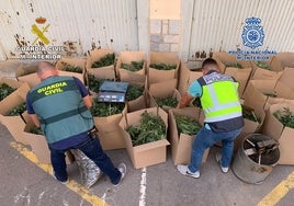 Un guardia civil y un policía amontonan la marihuana confiscada en una operación.