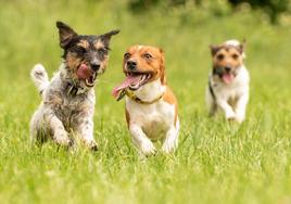 Varios perros juegan sobre el césped de un parque.