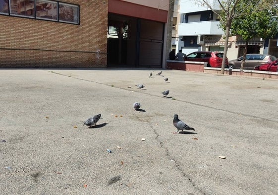 Palomas en las calles de Alzira.