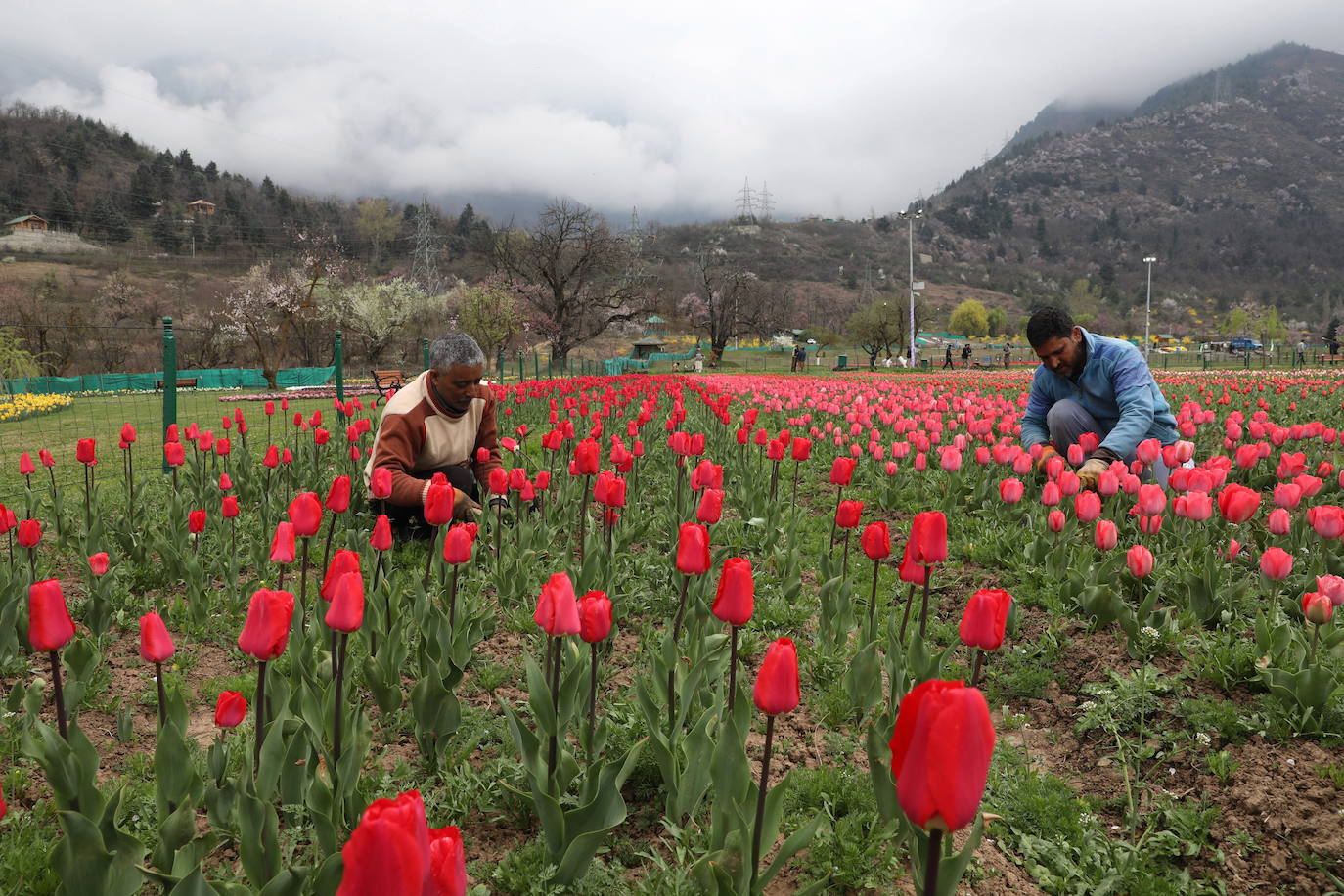 Espectáculo de color en el jardín de tulipanes más grande de Asia