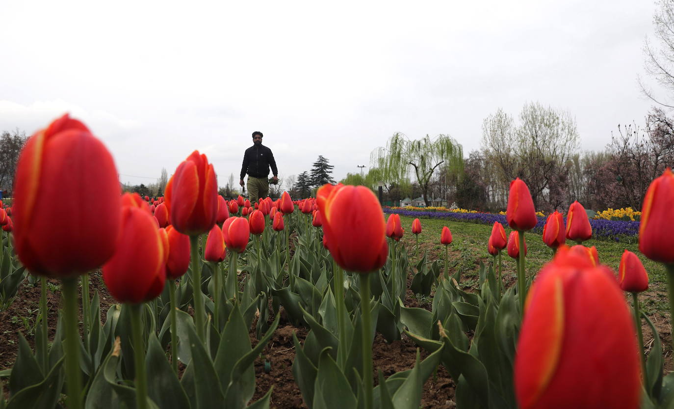 Espectáculo de color en el jardín de tulipanes más grande de Asia