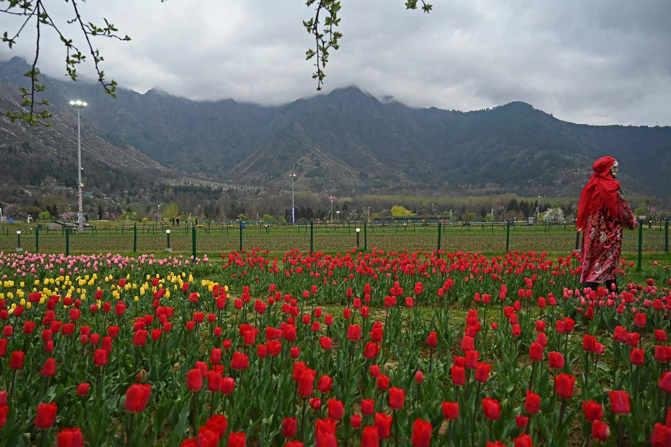 Espectáculo de color en el jardín de tulipanes más grande de Asia