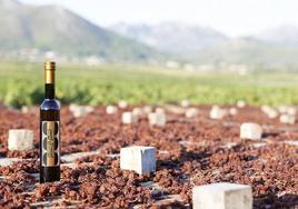 Bodegas Xaló, la cuna del Moscatel