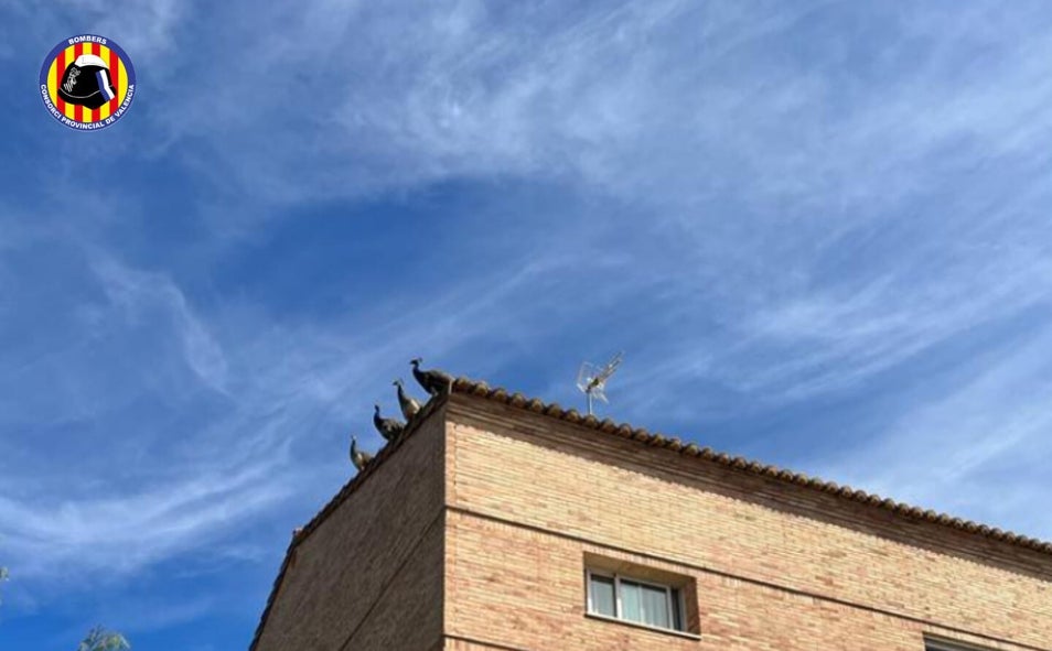 Imagen principal - Las aves en distintas imágenes y un efectivo de Bomberos rescatando a una. 