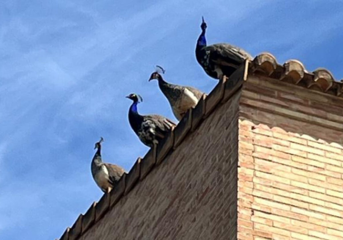 Los cuatro pavos reales en una azotea de Godella.