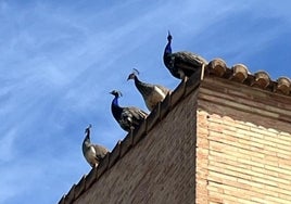 Los cuatro pavos reales en una azotea de Godella.