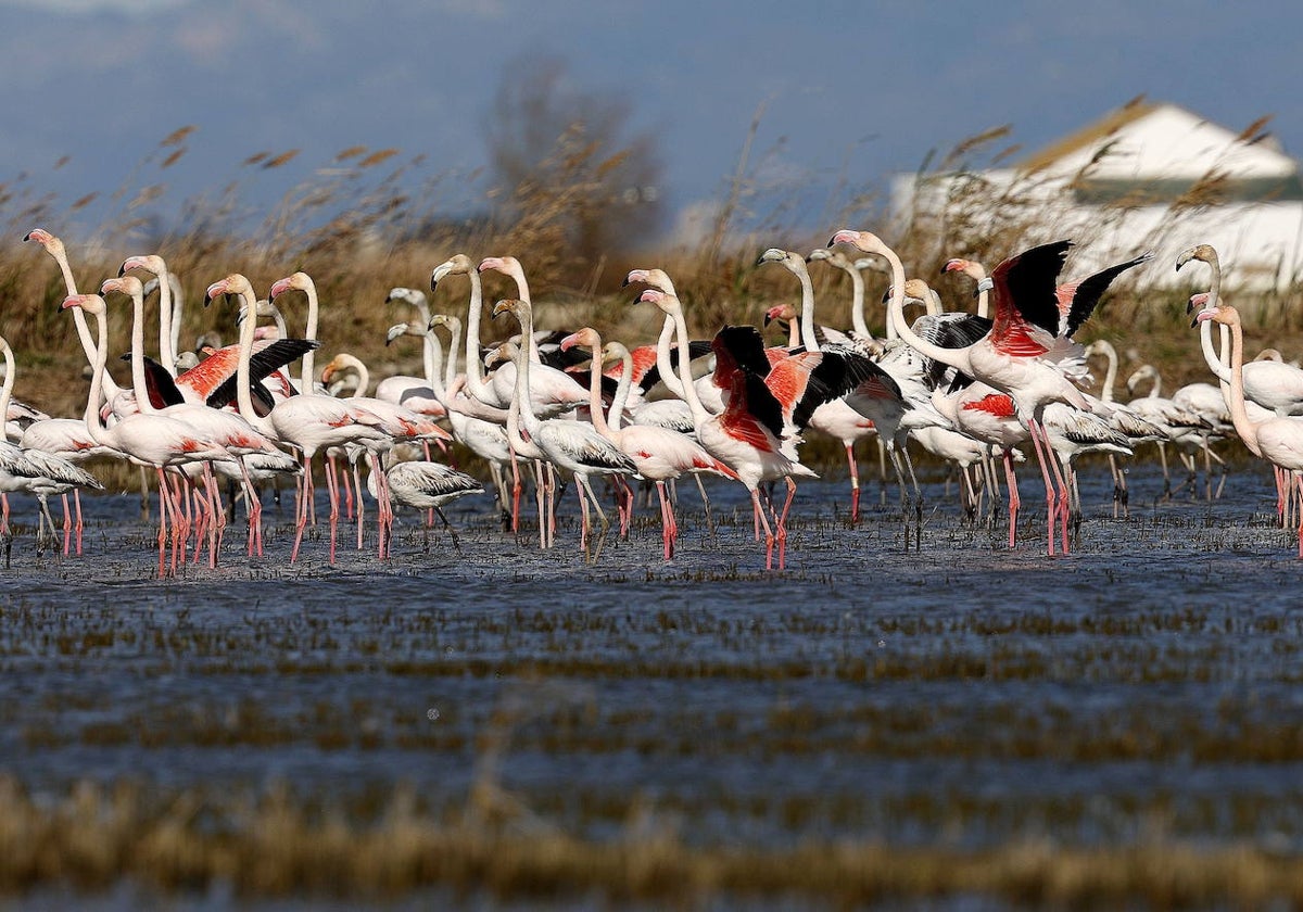 Colonia de flamencos en los arrozales de la Albufera.