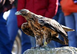 Un ejemplar de águila imperial ibérica.