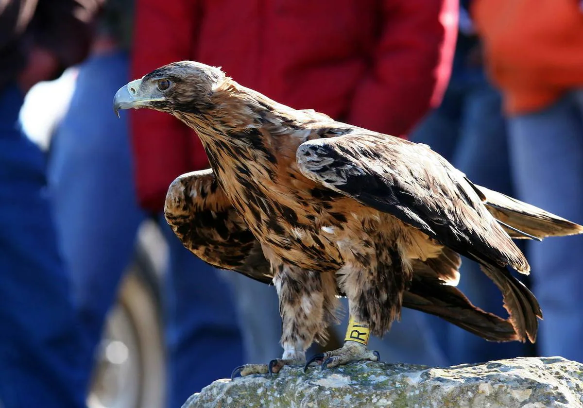 Águila imperial ibérica | El ave que escapó 'por las plumas' de la  extinción | Las Provincias