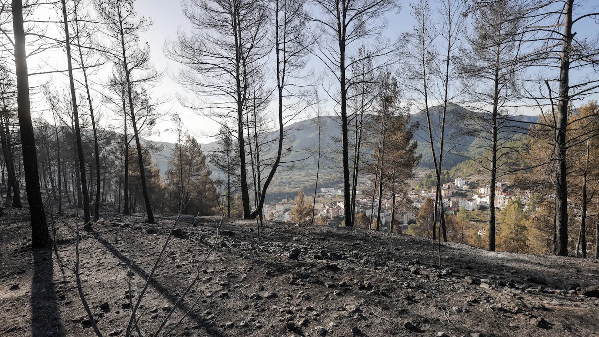 Incendio en Castellón | La burocracia quema el monte valenciano | Las  Provincias