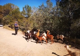 Las cabras ya están limpiando los montes de Serra.