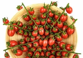 Tomate Cherry Lobello.