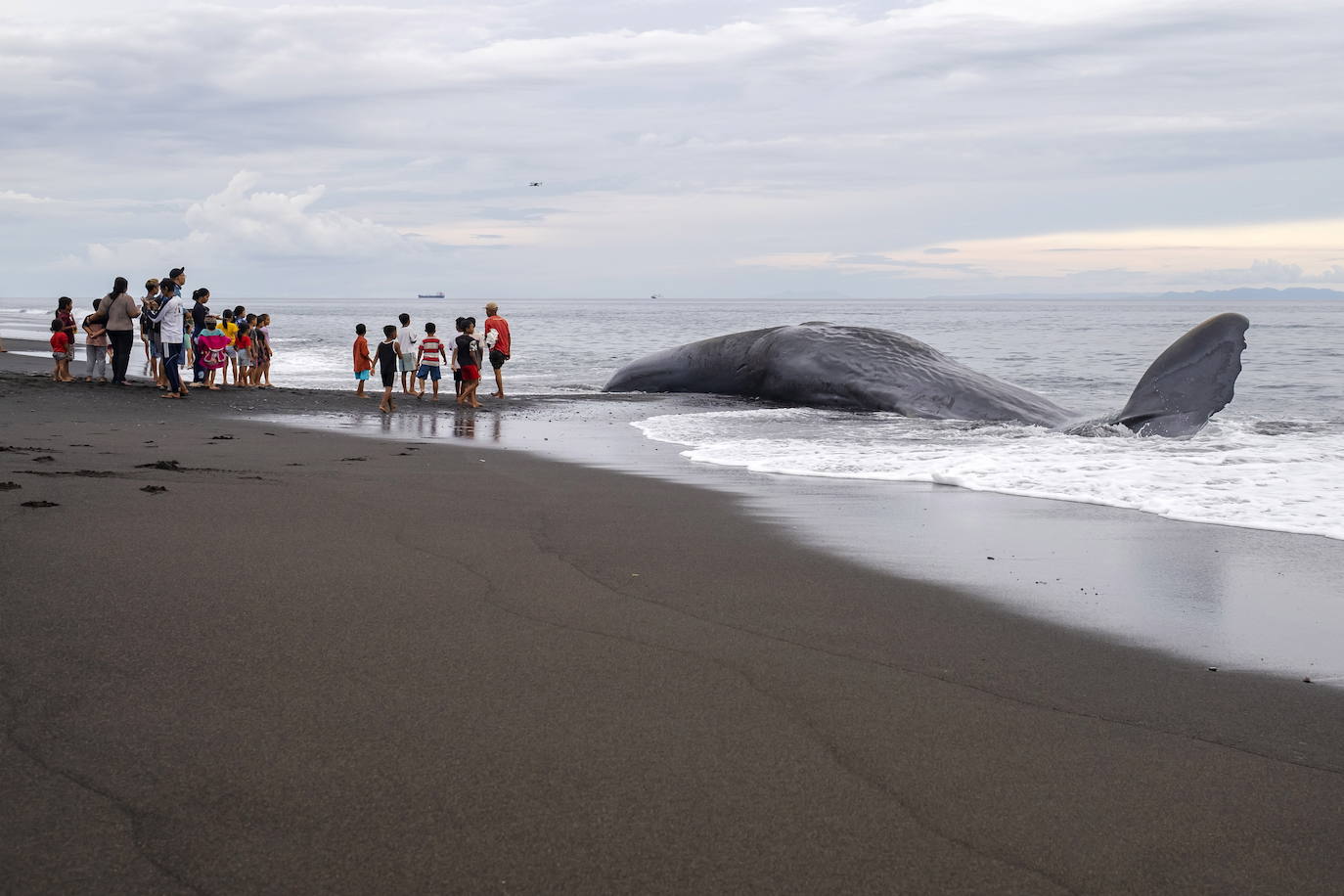 Encuentran el cadaver de una ballena en una playa de Bali, Indonesia