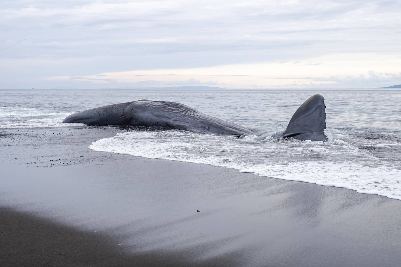 Encuentran el cadaver de una ballena en una playa de Bali, Indonesia