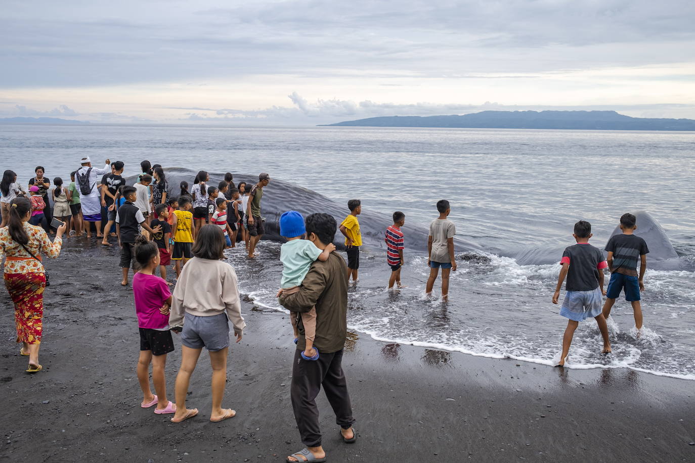 Encuentran el cadaver de una ballena en una playa de Bali, Indonesia