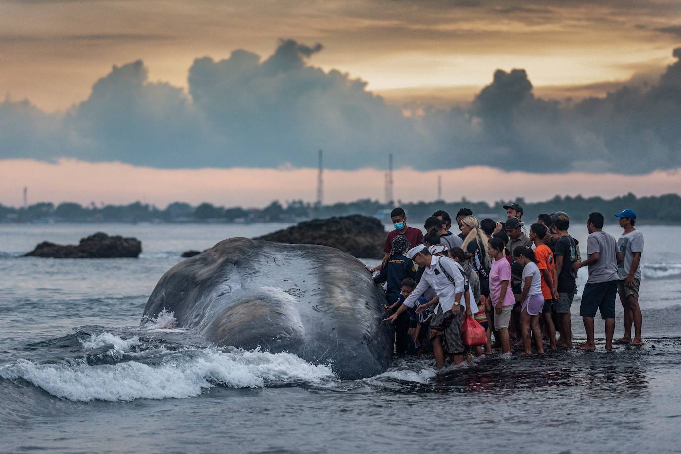 Encuentran el cadaver de una ballena en una playa de Bali, Indonesia