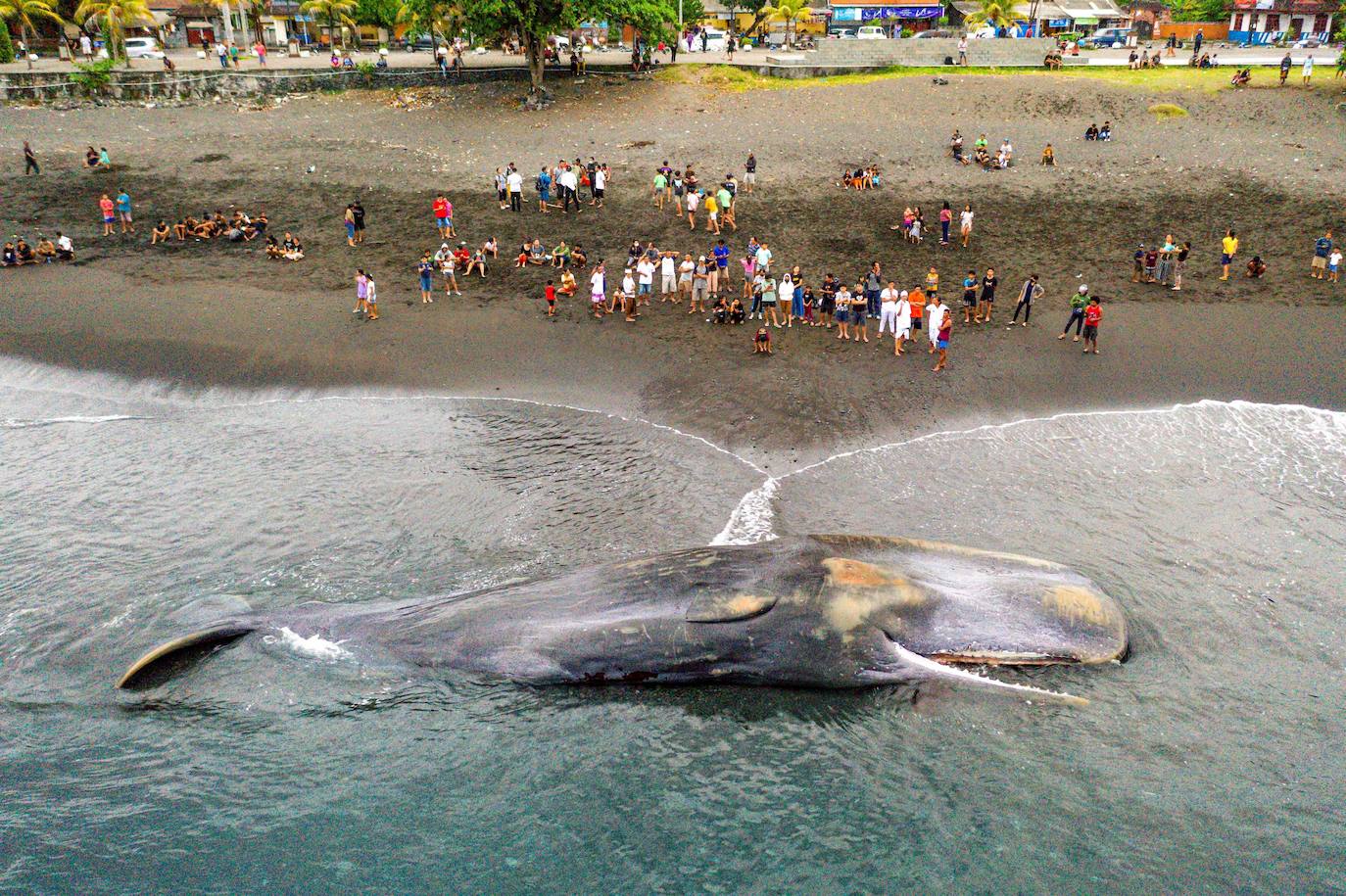 Encuentran el cadaver de una ballena en una playa de Bali, Indonesia