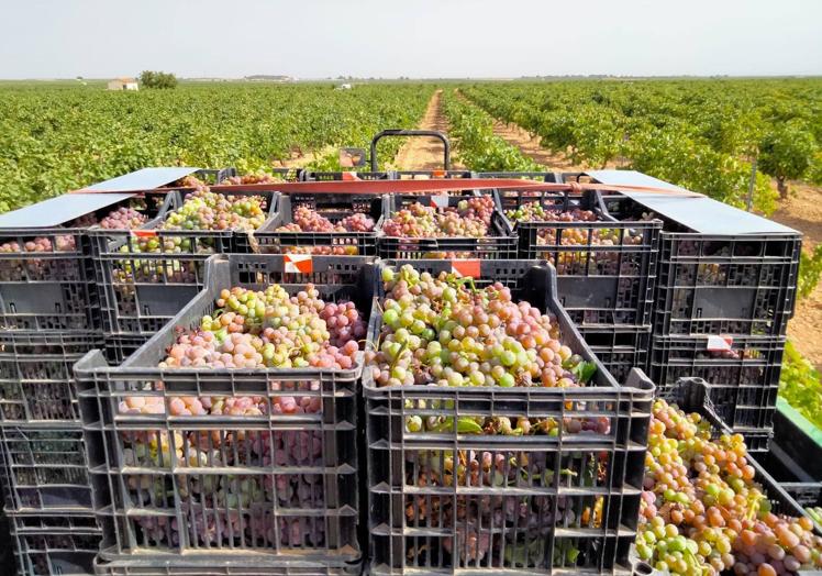 Imagen principal - Los bodegueros valencianos que han redescubierto un vino gris en peligro de extinción