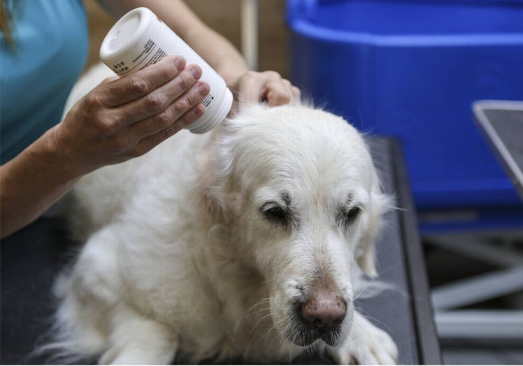 Tratamiento a un perro con un producto para la piel.