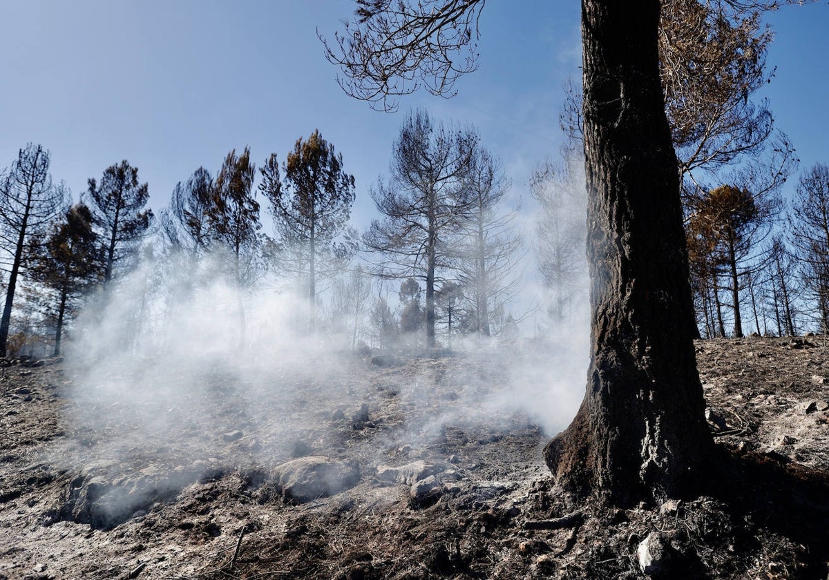 Un paraje arrasado por el fuego en el incendio de Villanueva de Viver.