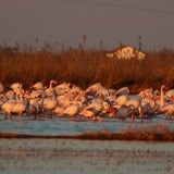 Flamencos en la Albufera.